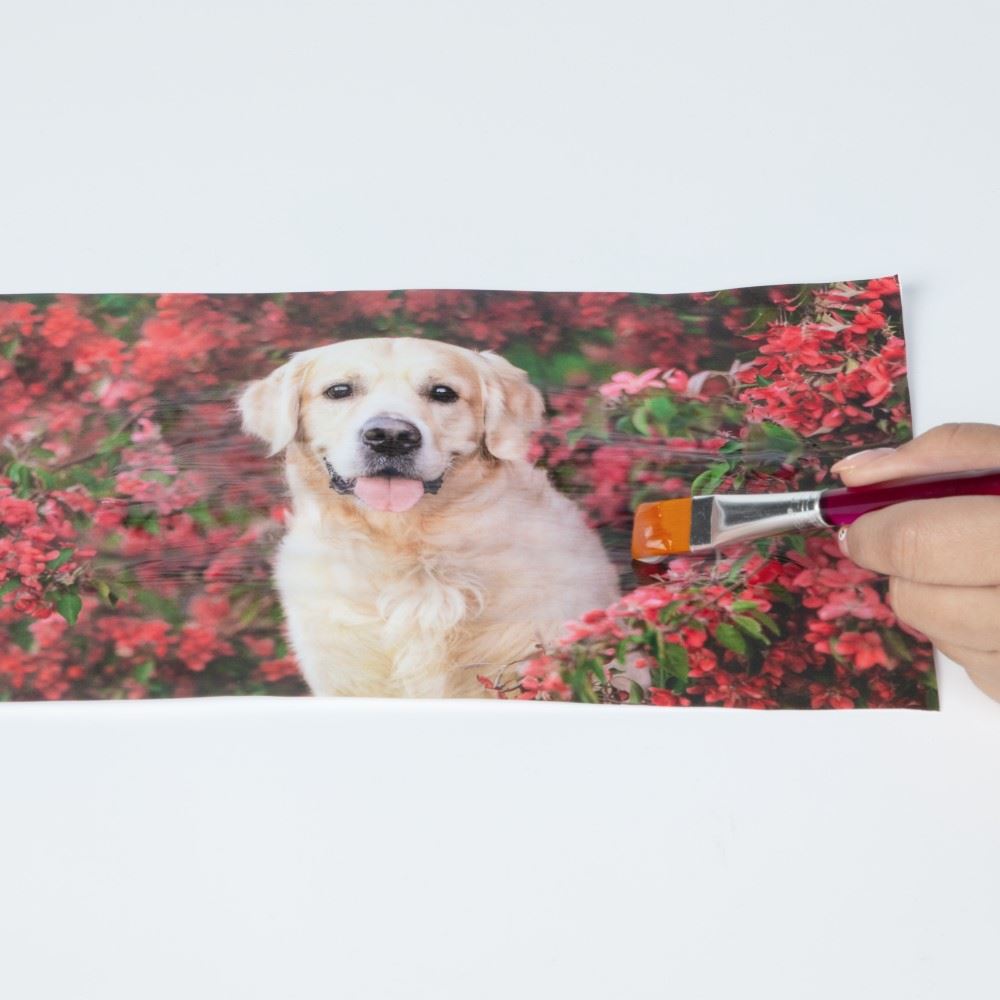Picture of 49197                               TULIP PHOTO TRANSFER KIT                          